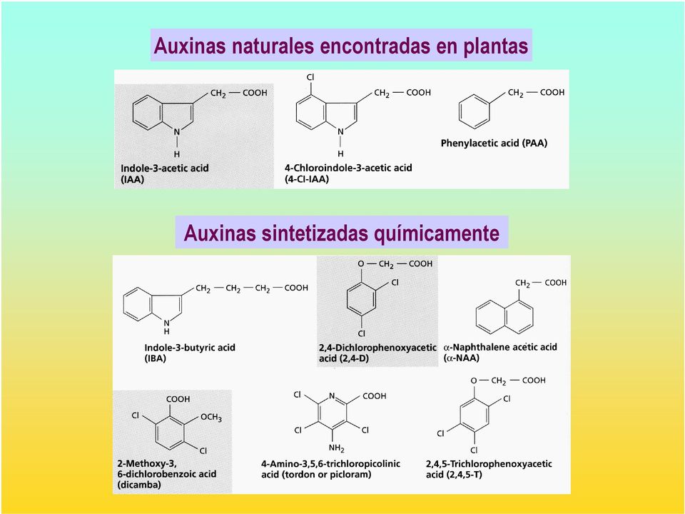 plantas Auxinas