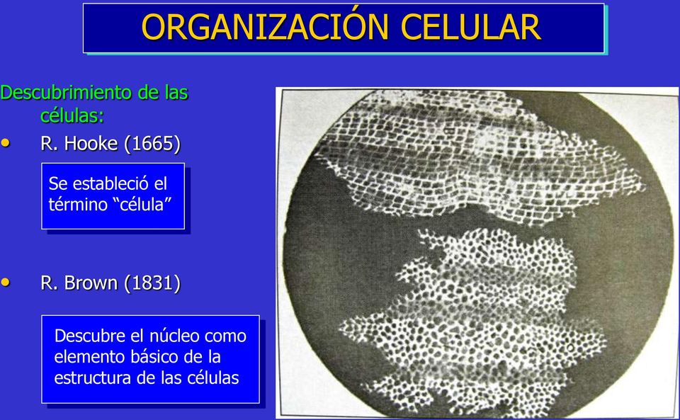 Hooke (1665) Se estableció el término célula R.