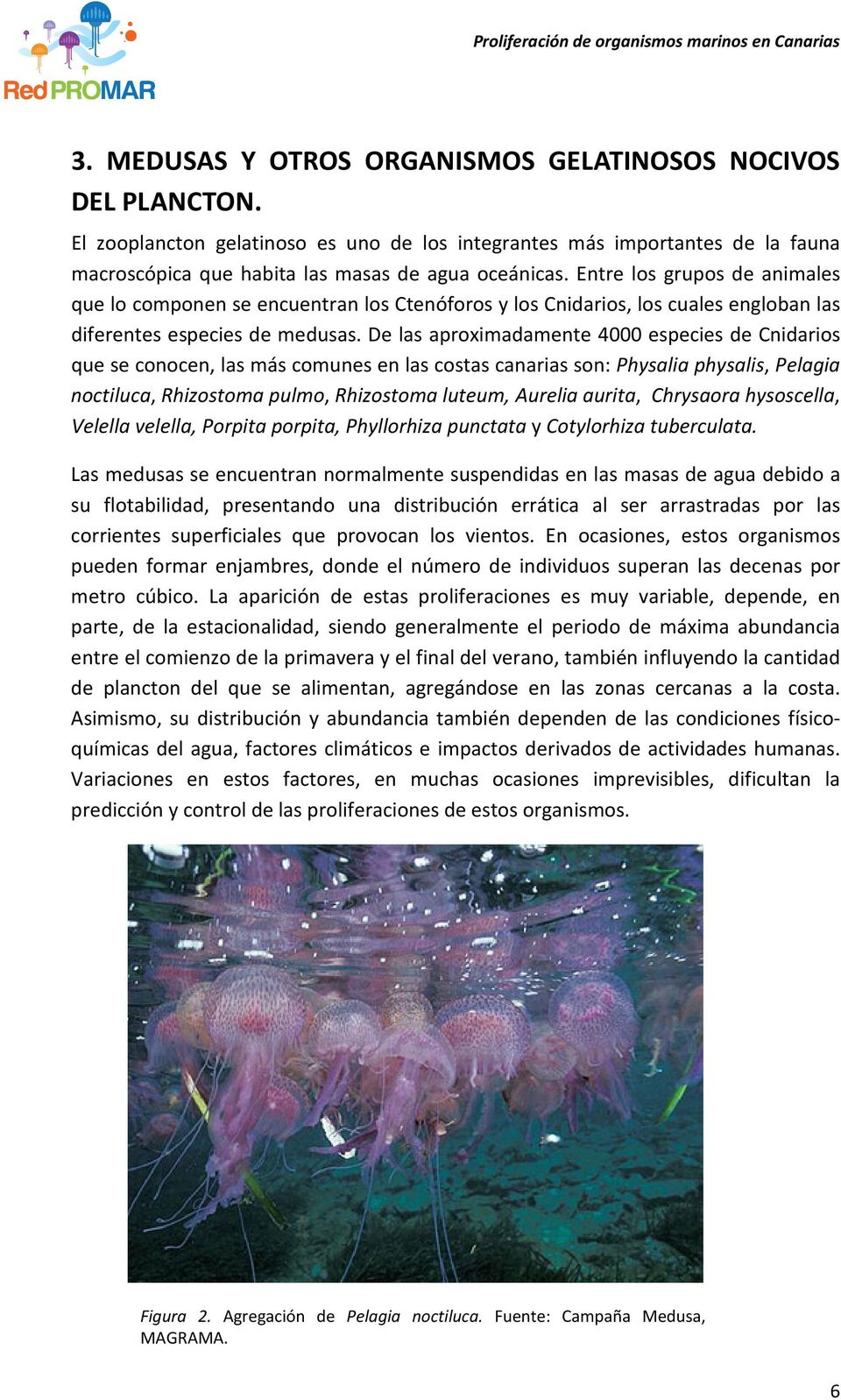 De las aproximadamente 4000 especies de Cnidarios que se conocen, las más comunes en las costas canarias son: Physalia physalis, Pelagia noctiluca, Rhizostoma pulmo, Rhizostoma luteum, Aurelia