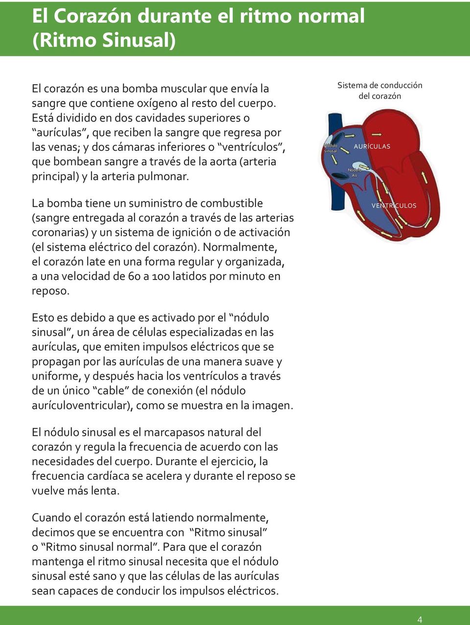 principal) y la arteria pulmonar.