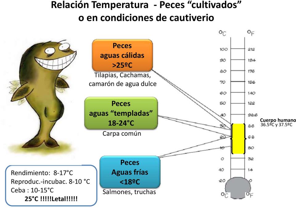 C Carpa común Cuerpo humano 36.5ºC y 37.5ºC Rendimiento: 8-17 C Reproduc.-incubac.
