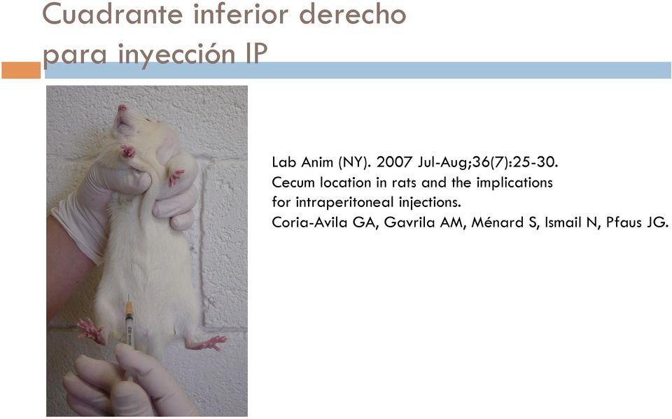 Cecum location in rats and the implications for