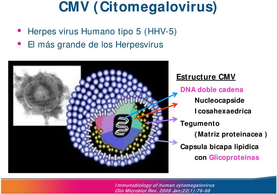 (HHV-5) El más grande de los Herpesvirus Estructure CMV DNA doble cadena
