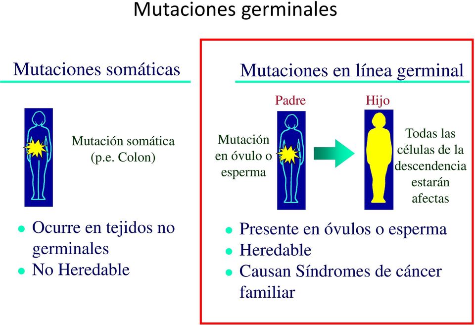 Colon) Mutación en óvulo o esperma Todas las células de la descendencia