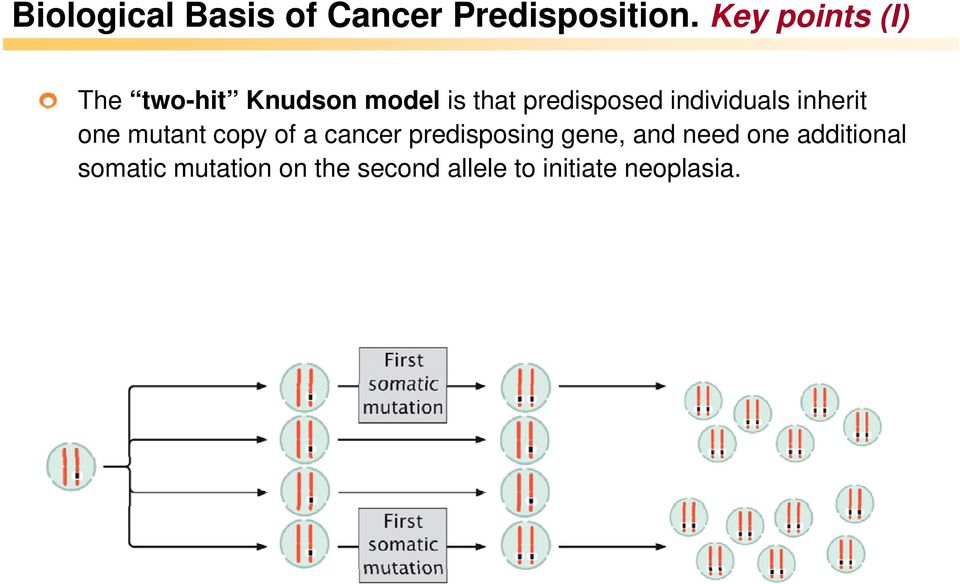 individuals inherit one mutant copy of a cancer predisposing
