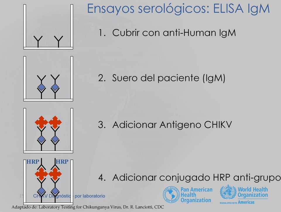 Adicionar conjugado HRP anti-grupo 15 CHIKV Diagnóstico por
