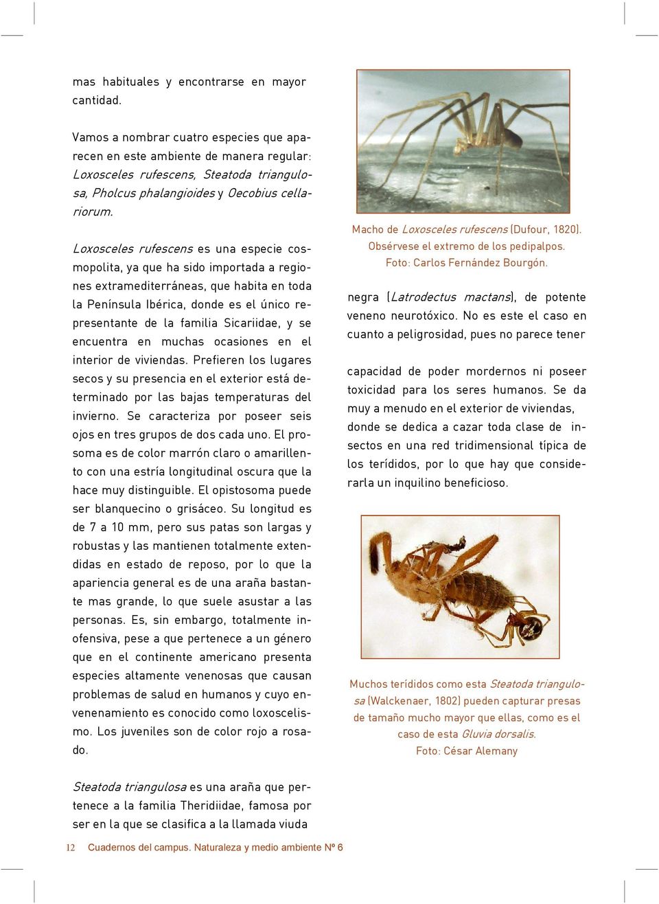 Loxosceles rufescens es una especie cosmopolita, ya que ha sido importada a regiones extramediterráneas, que habita en toda la Península Ibérica, donde es el único representante de la familia