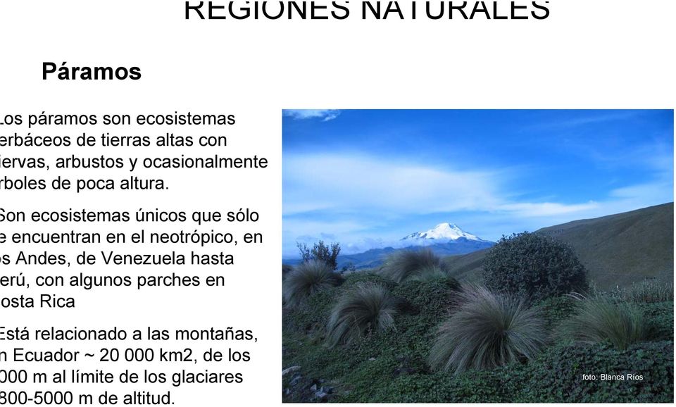 on ecosistemas únicos que sólo encuentran en el neotrópico, en s Andes, de Venezuela hasta rú, con