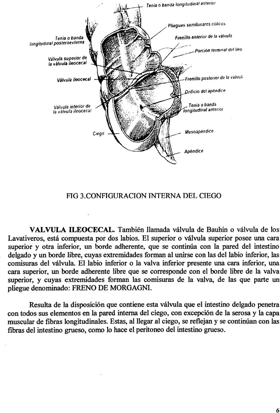 CONFIGURACION INTERNA DEL CIEGO VALVULA ILEOCECAL. También llamada válvula de Bauhin o válvula de los Lavativeros, está compuesta por dos labios.