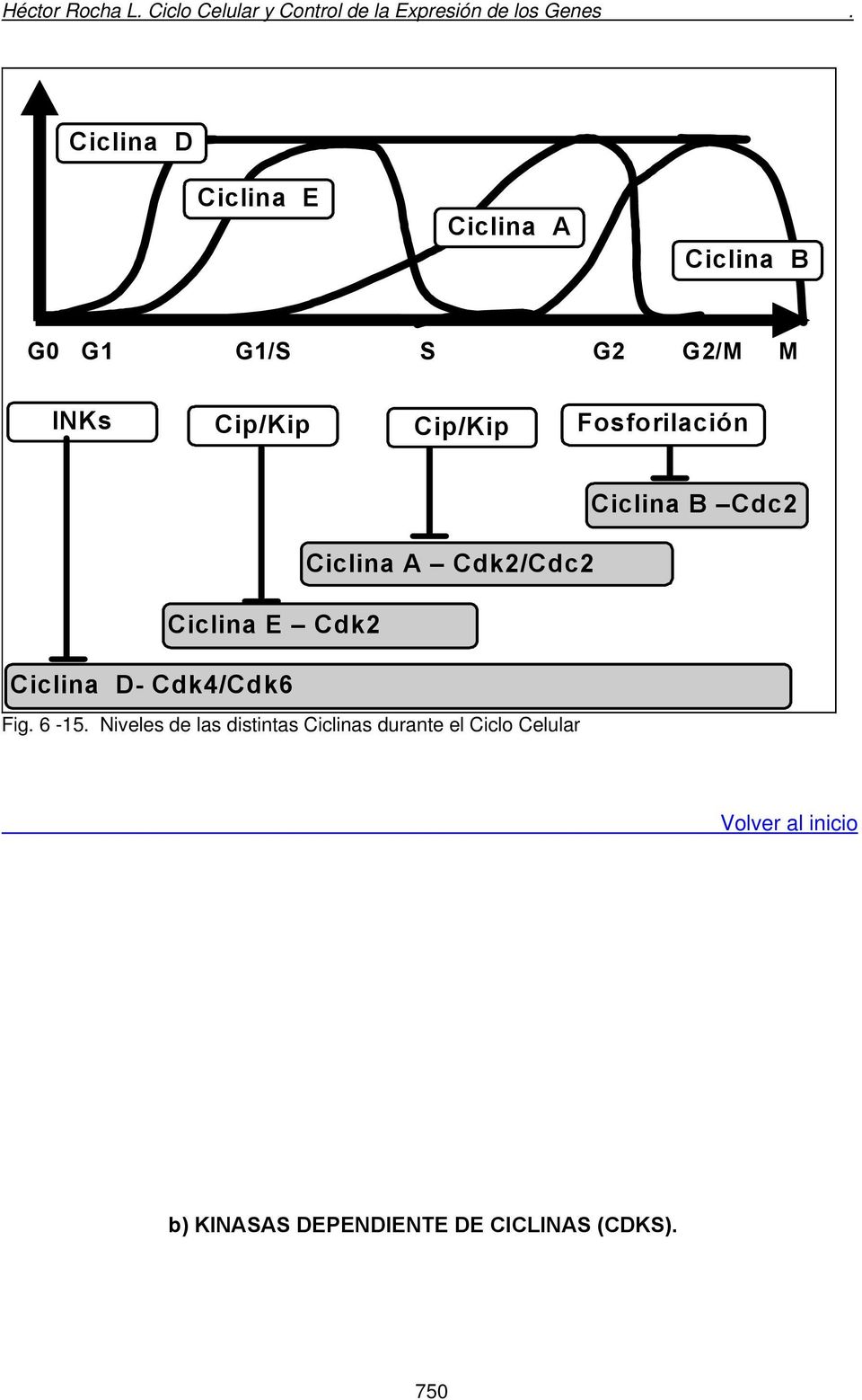 Ciclina D- Cdk4/Cdk6 Fig. 6-15.