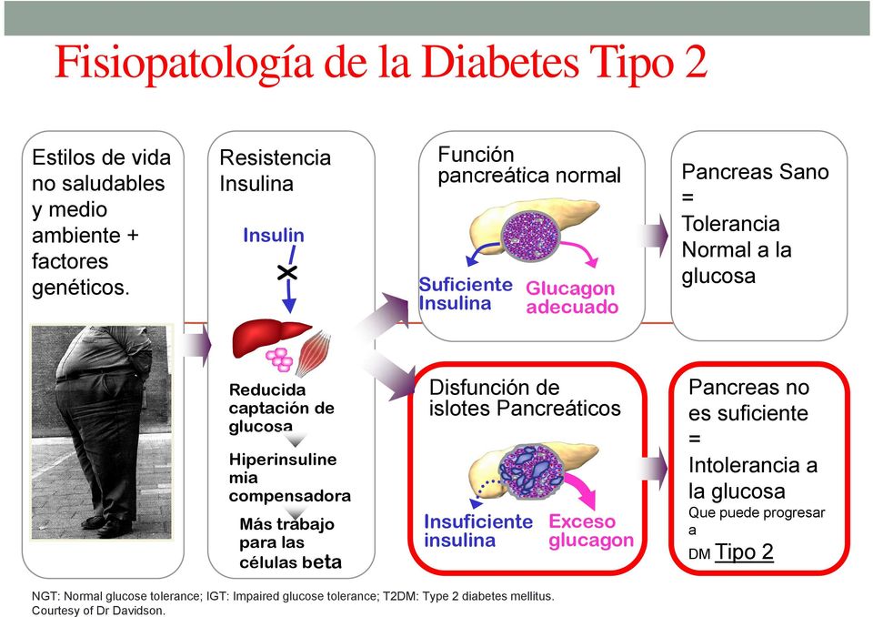 captación de glucosa Hiperinsuline mia compensadora Más trabajo para las células beta Disfunción de islotes Pancreáticos Insuficiente insulina Exceso