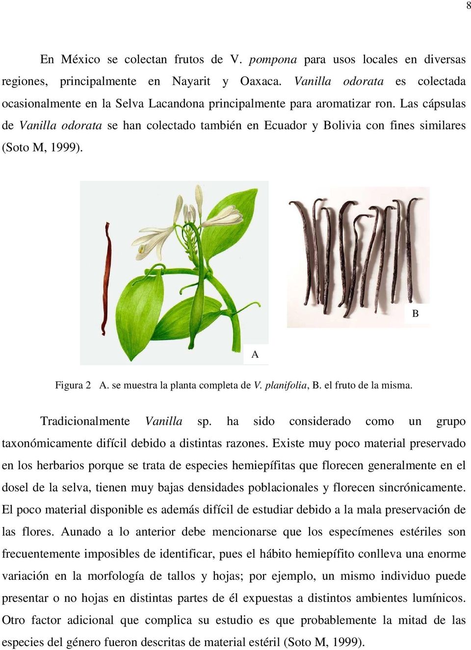 Las cápsulas de Vanilla odorata se han colectado también en Ecuador y Bolivia con fines similares (Soto M, 1999). B A Figura 2 A. se muestra la planta completa de V. planifolia, B.
