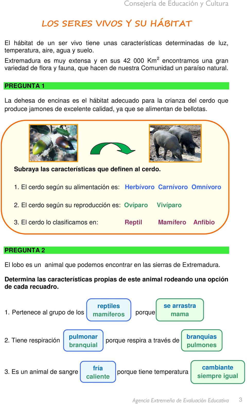 PREGUNTA 1 La dehesa de encinas es el hábitat adecuado para la crianza del cerdo que produce jamones de excelente calidad, ya que se alimentan de bellotas.