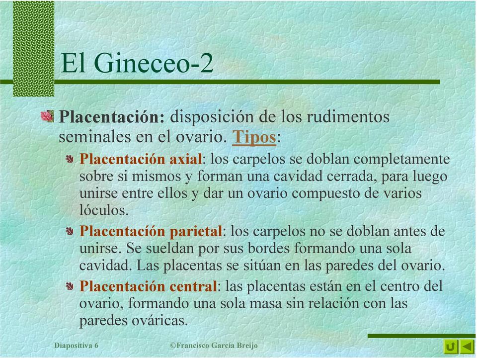 ovario compuesto de varios lóculos. Placentacíón parietal: los carpelos no se doblan antes de unirse.