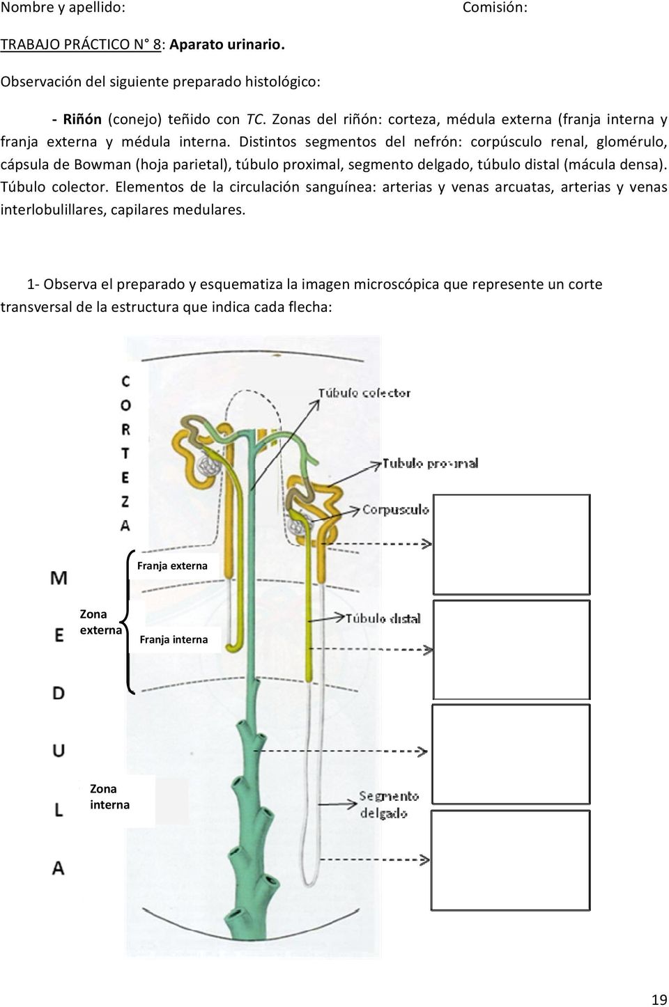 Distintos segmentos del nefrón: corpúsculo renal, glomérulo, cápsula de Bowman (hoja parietal), túbulo proximal, segmento delgado, túbulo distal (mácula densa). Túbulo colector.