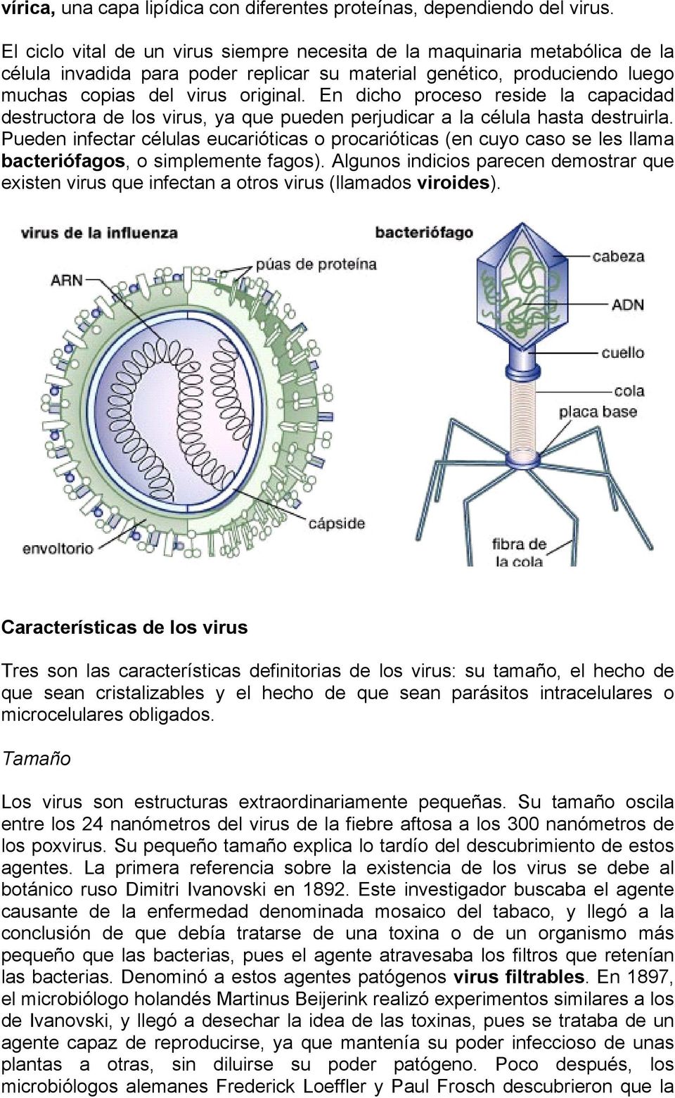 En dicho proceso reside la capacidad destructora de los virus, ya que pueden perjudicar a la célula hasta destruirla.