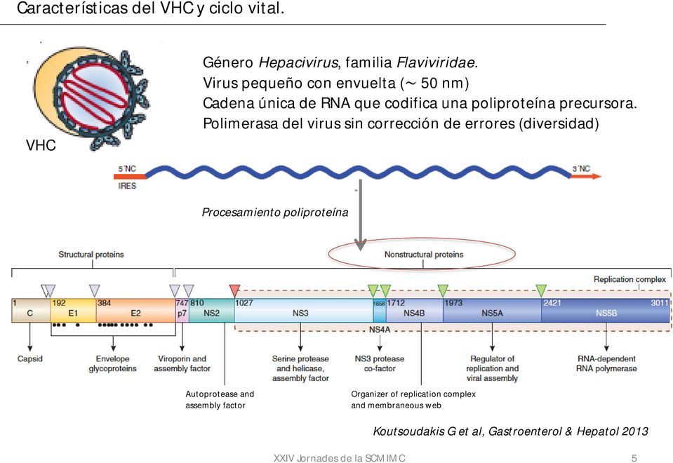 Polimerasa del virus sin corrección de errores (diversidad) Procesamiento poliproteína Autoprotease