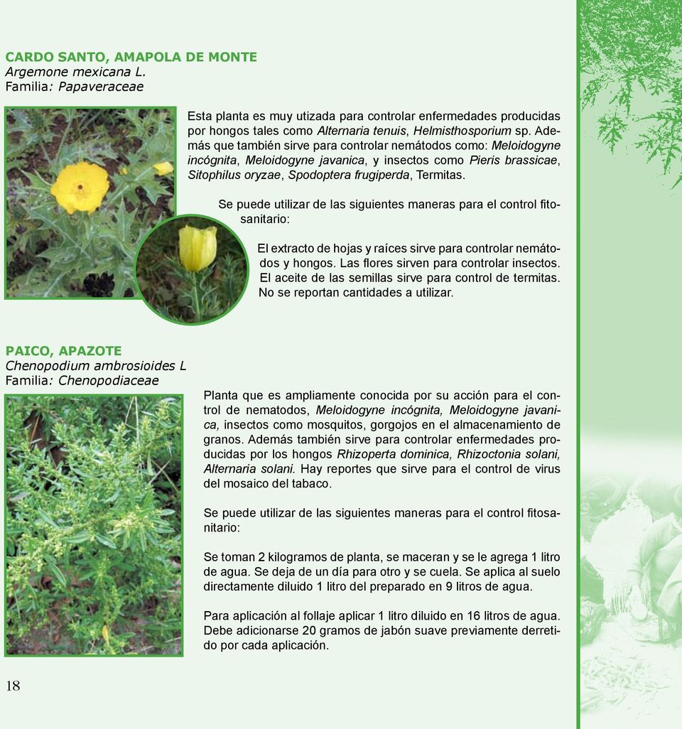 Se puede utilizar de las siguientes maneras para el control fitosanitario: El extracto de hojas y raíces sirve para controlar nemátodos y hongos. Las flores sirven para controlar insectos.
