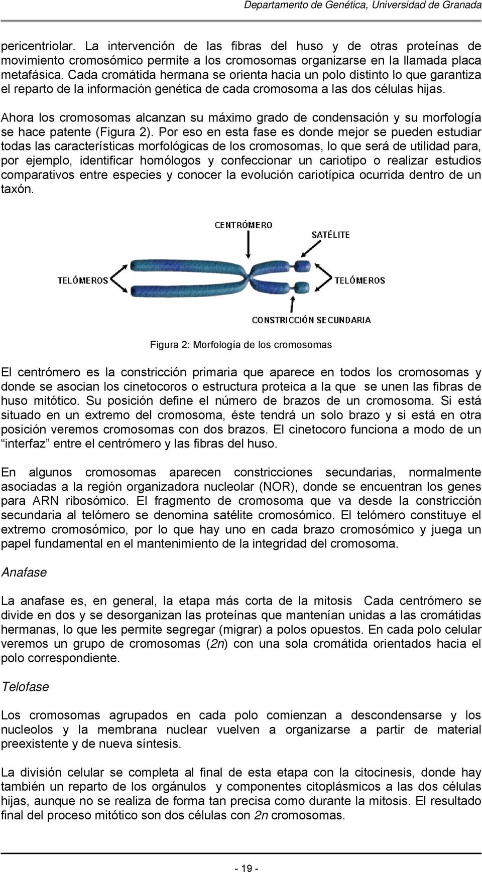 Ahora los cromosomas alcanzan su máximo grado de condensación y su morfología se hace patente (Figura 2).