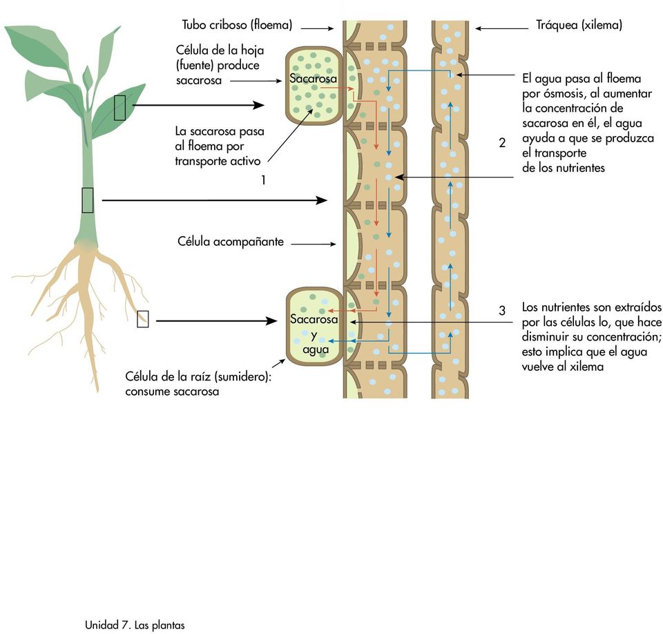 se produzca el transporte de los nutrientes Célula acompañante Célula de la raíz (sumidero): consume sacarosa Sacarosa y agua