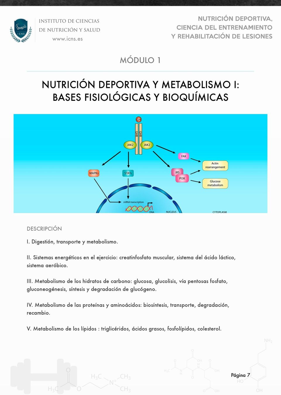 Metabolismo de los hidratos de carbono: glucosa, glucolisis, vía pentosas fosfato, gluconeogénesis, síntesis y degradación de glucógeno. IV.