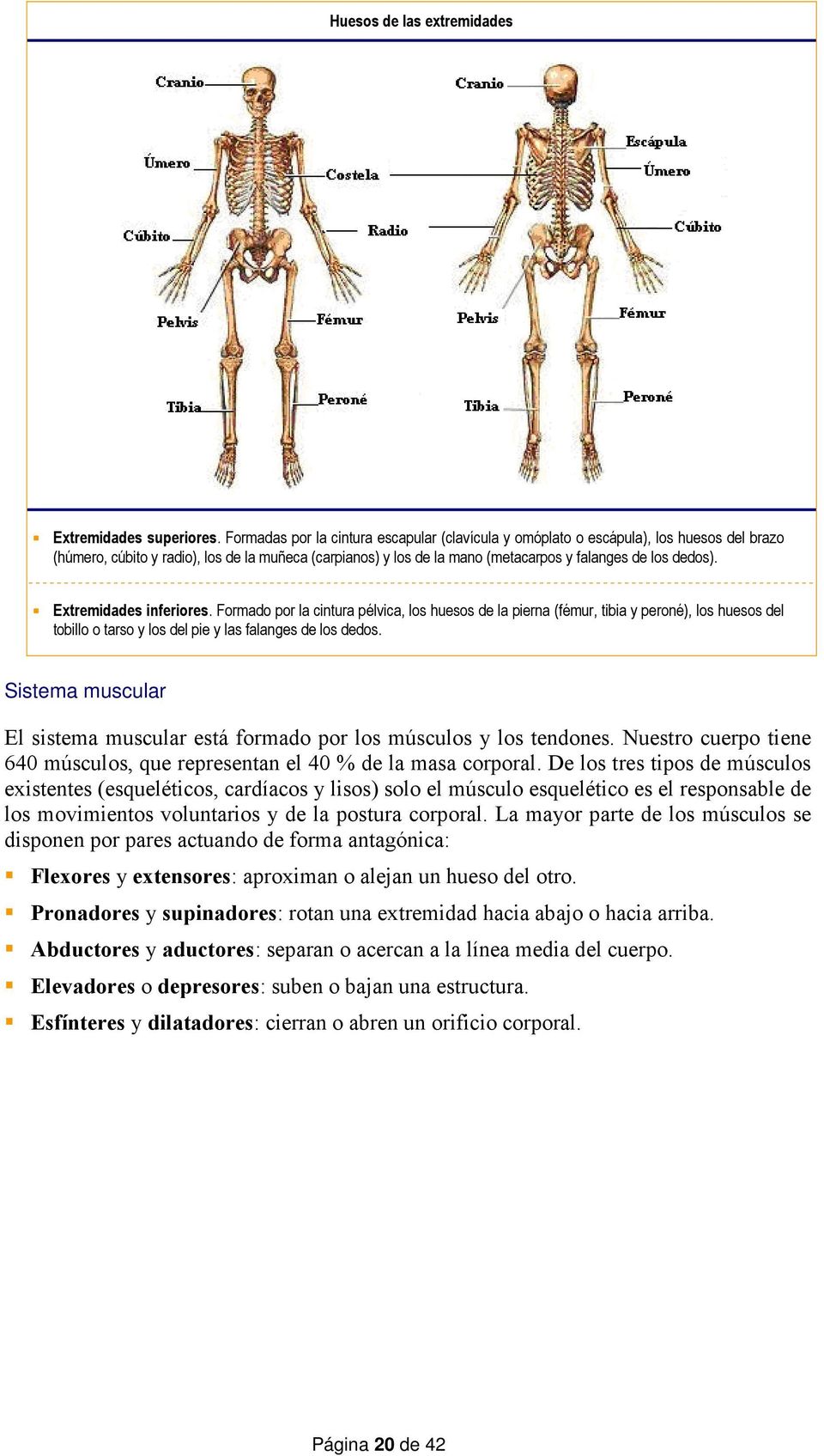 Extremidades inferiores. Formado por la cintura pélvica, los huesos de la pierna (fémur, tibia y peroné), los huesos del tobillo o tarso y los del pie y las falanges de los dedos.