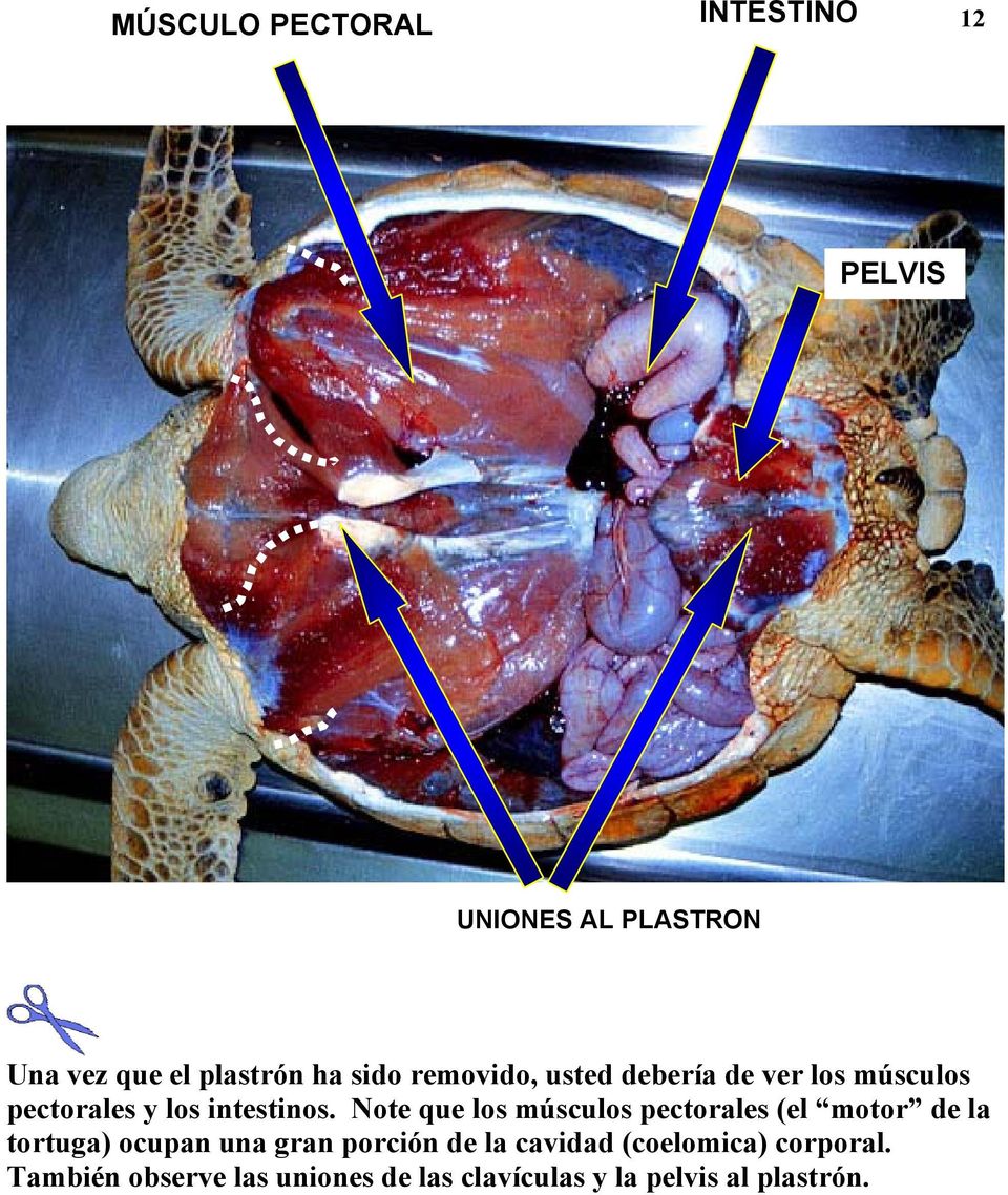 Note que los músculos pectorales (el motor de la tortuga) ocupan una gran porción de la
