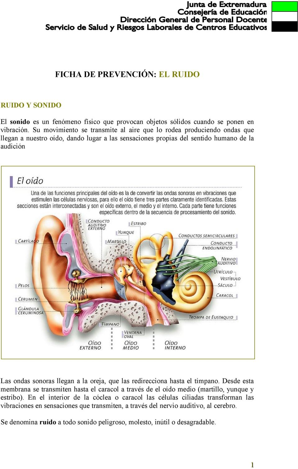 sonoras llegan a la oreja, que las redirecciona hasta el tímpano. Desde esta membrana se transmiten hasta el caracol a través de el oído medio (martillo, yunque y estribo).