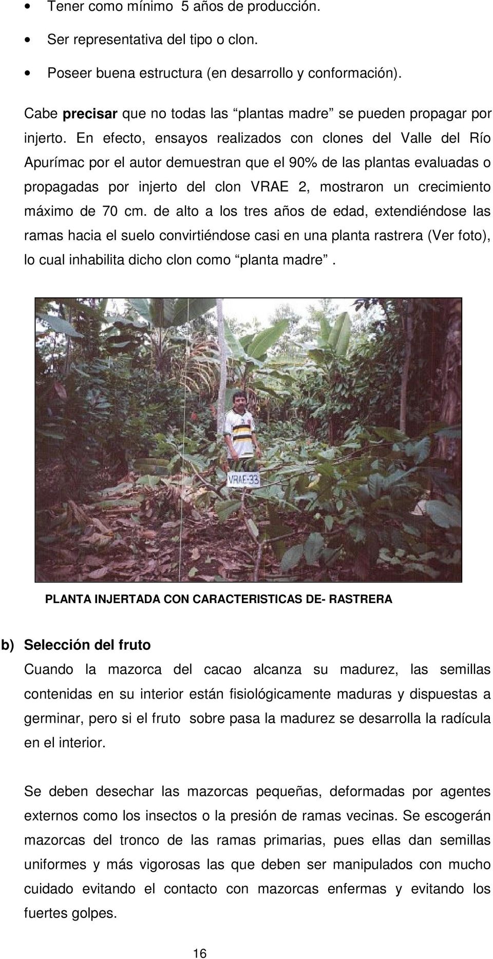 En efecto, ensayos realizados con clones del Valle del Río Apurímac por el autor demuestran que el 90% de las plantas evaluadas o propagadas por injerto del clon VRAE 2, mostraron un crecimiento