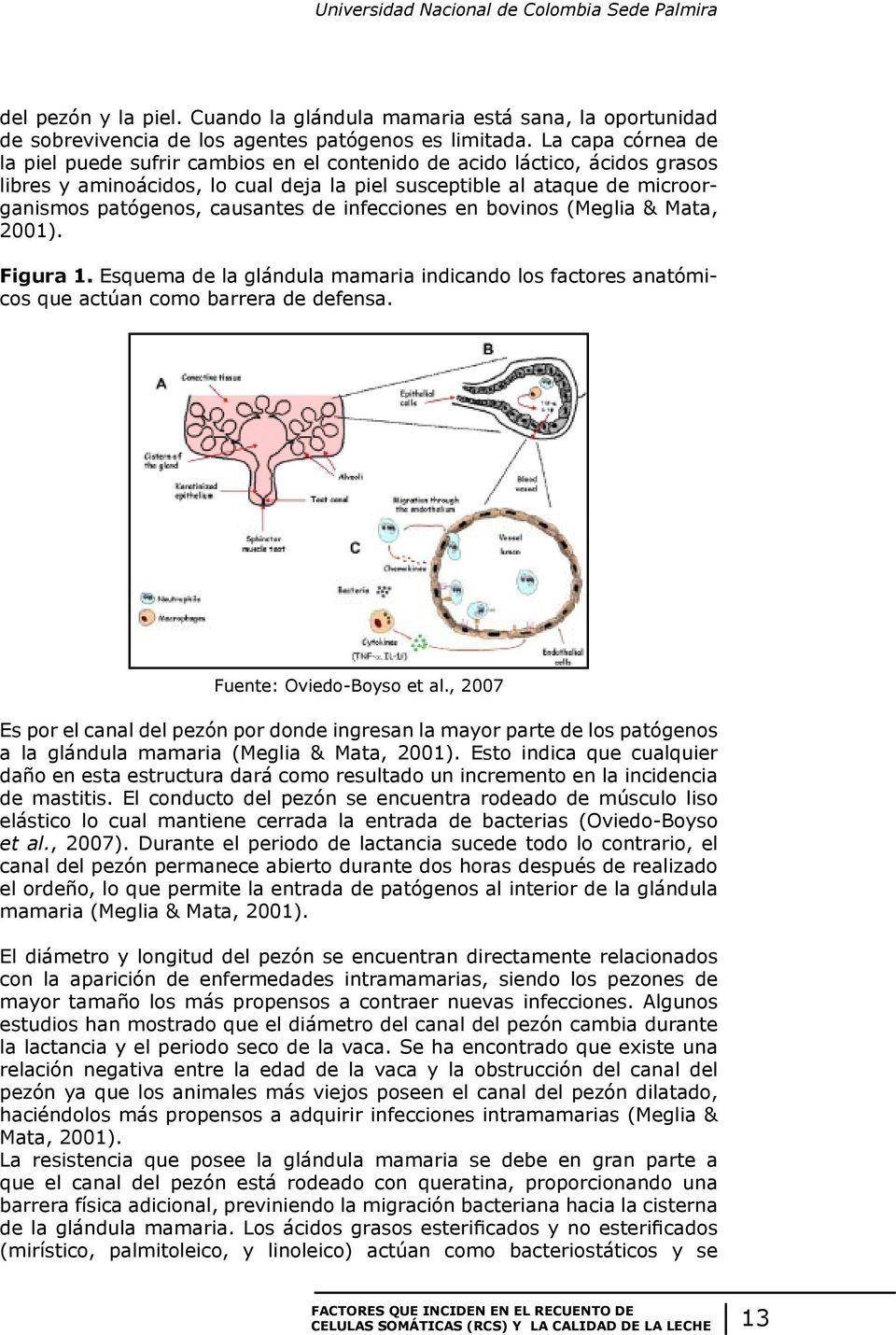 de infecciones en bovinos (Meglia & Mata, 2001). Figura 1. Esquema de la glándula mamaria indicando los factores anatómicos que actúan como barrera de defensa. Fuente: Oviedo-Boyso et al.