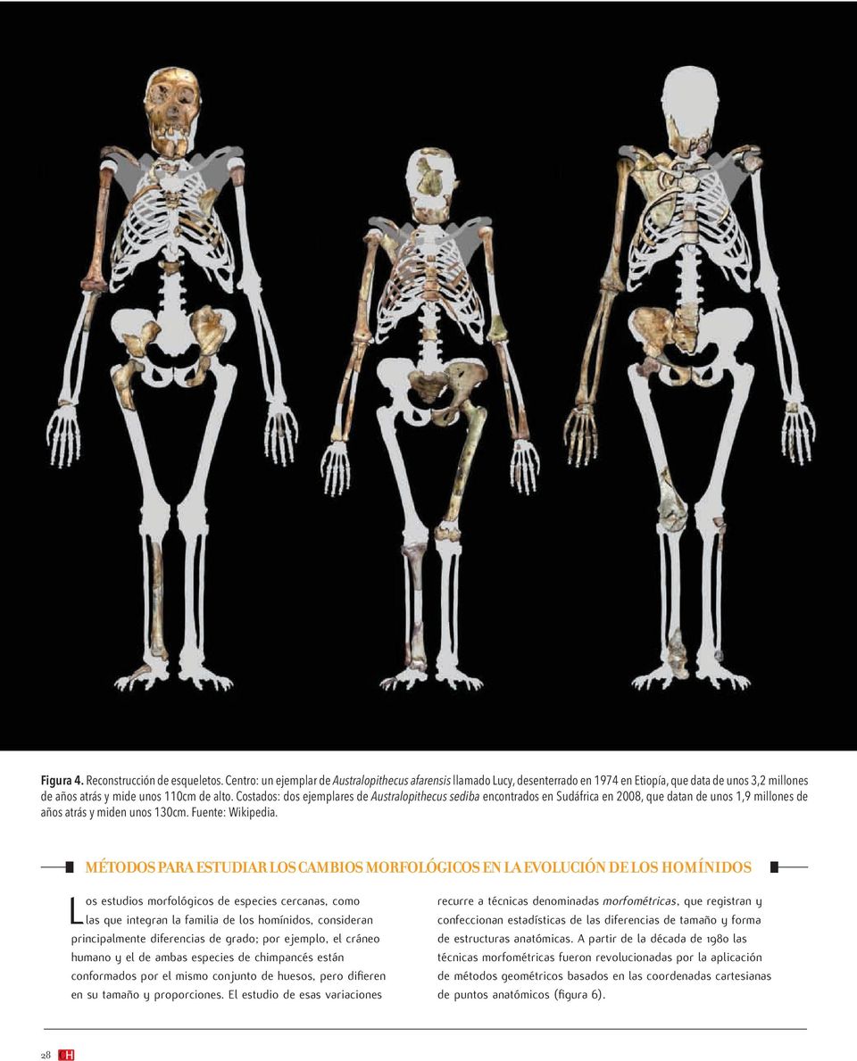 Costados: dos ejemplares de Australopithecus sediba encontrados en Sudáfrica en 2008, que datan de unos 1,9 millones de años atrás y miden unos 130cm. Fuente: Wikipedia.