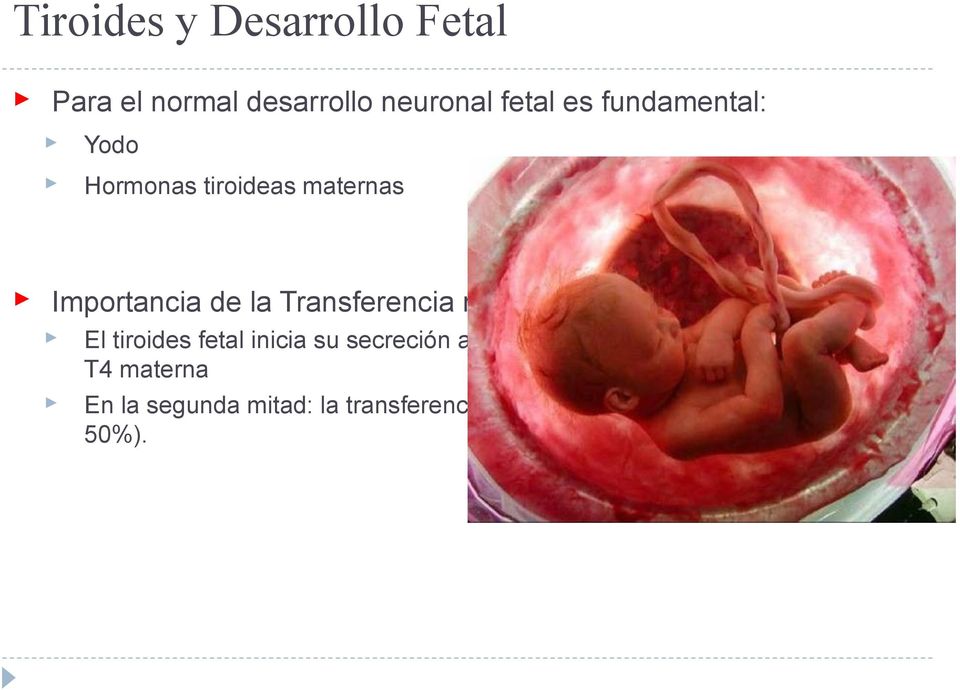 materna: El tiroides fetal inicia su secreción a mitad gestación: T4 fetal