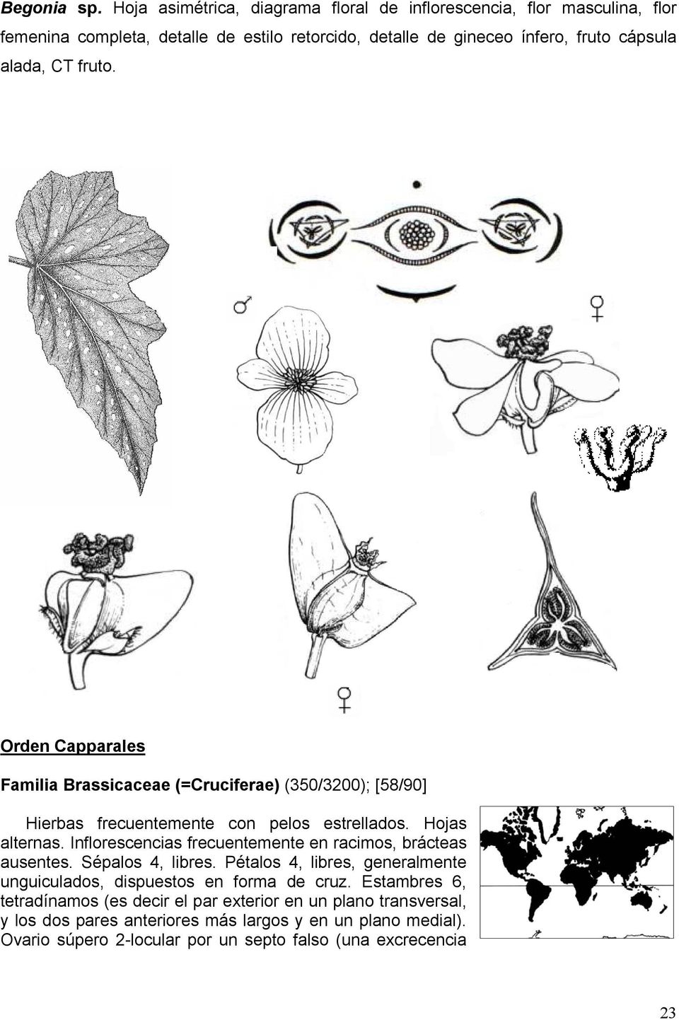 CT fruto. Orden Capparales Familia Brassicaceae (=Cruciferae) (350/3200); [58/90] Hierbas frecuentemente con pelos estrellados. Hojas alternas.