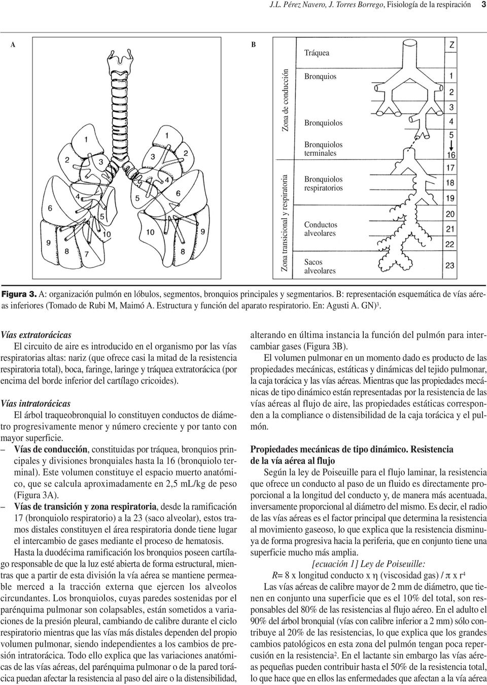 alveolares Sacos alveolares Figura 3. A: organización pulmón en lóbulos, segmentos, bronquios principales y segmentarios.