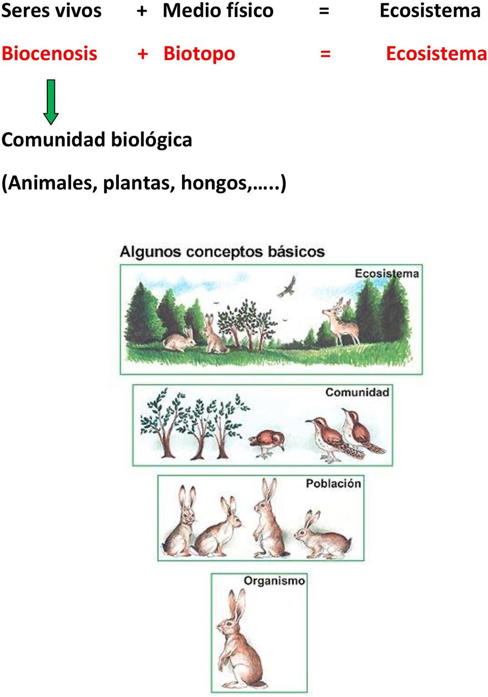 Biotopo = Ecosistema Comunidad