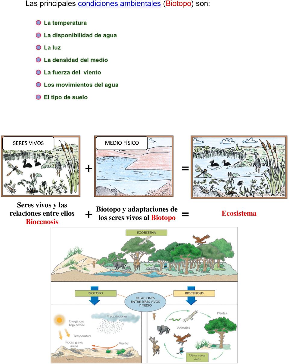las relaciones entre ellos Biocenosis + Biotopo y