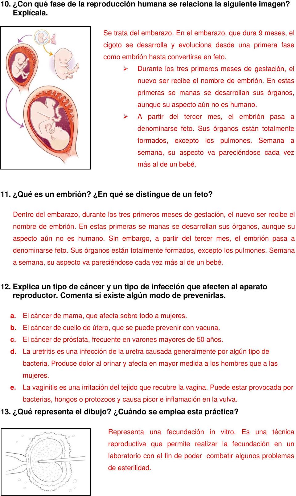 Durante los tres primeros meses de gestación, el nuevo ser recibe el nombre de embrión. En estas primeras se manas se desarrollan sus órganos, aunque su aspecto aún no es humano.
