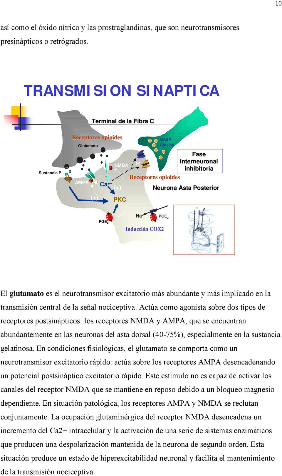Posterior (+) Na + PGE 2 PGE 2 Inducción COX2 El glutamato es el neurotransmisor excitatorio más abundante y más implicado en la transmisión central de la señal nociceptiva.