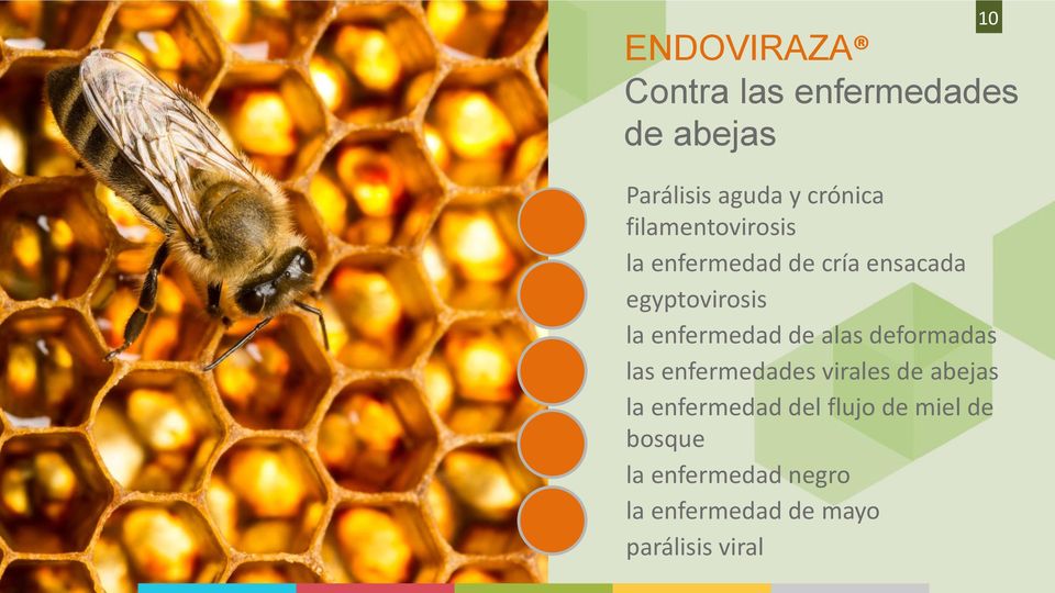 enfermedad de alas deformadas las enfermedades virales de abejas la