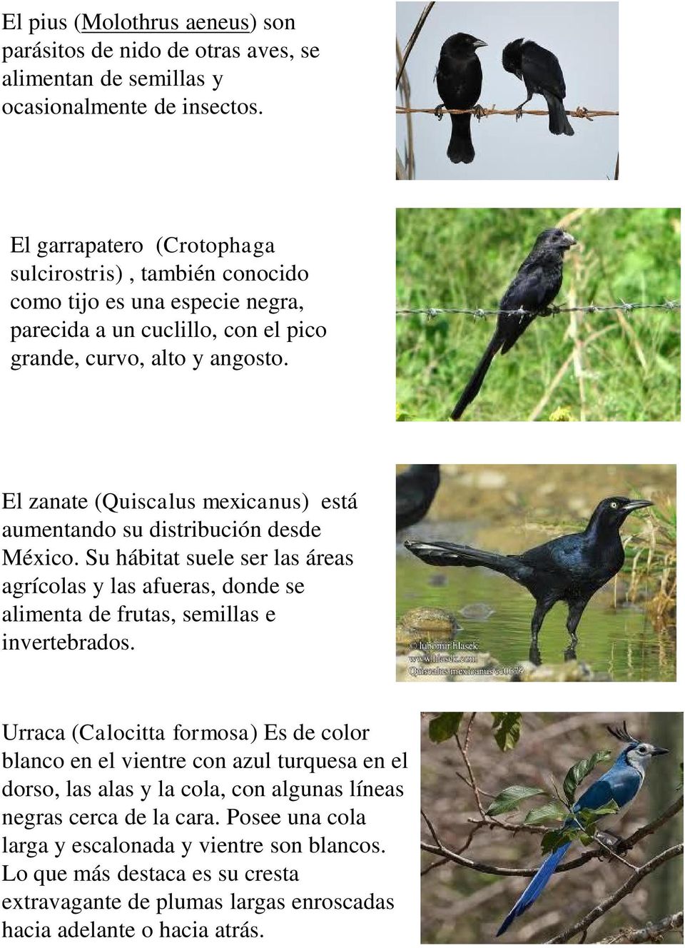El zanate (Quiscalus mexicanus) está aumentando su distribución desde México. Su hábitat suele ser las áreas agrícolas y las afueras, donde se alimenta de frutas, semillas e invertebrados.