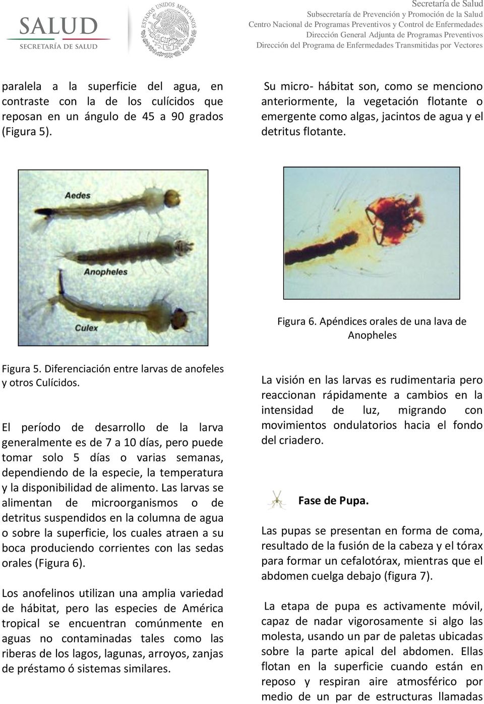 Apéndices orales de una lava de Anopheles Figura 5. Diferenciación entre larvas de anofeles y otros Culícidos.
