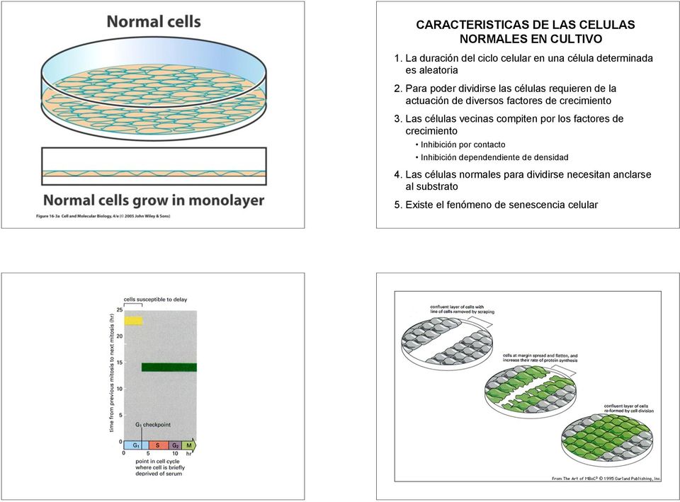 Para poder dividirse las células requieren de la actuación de diversos factores de crecimiento 3.