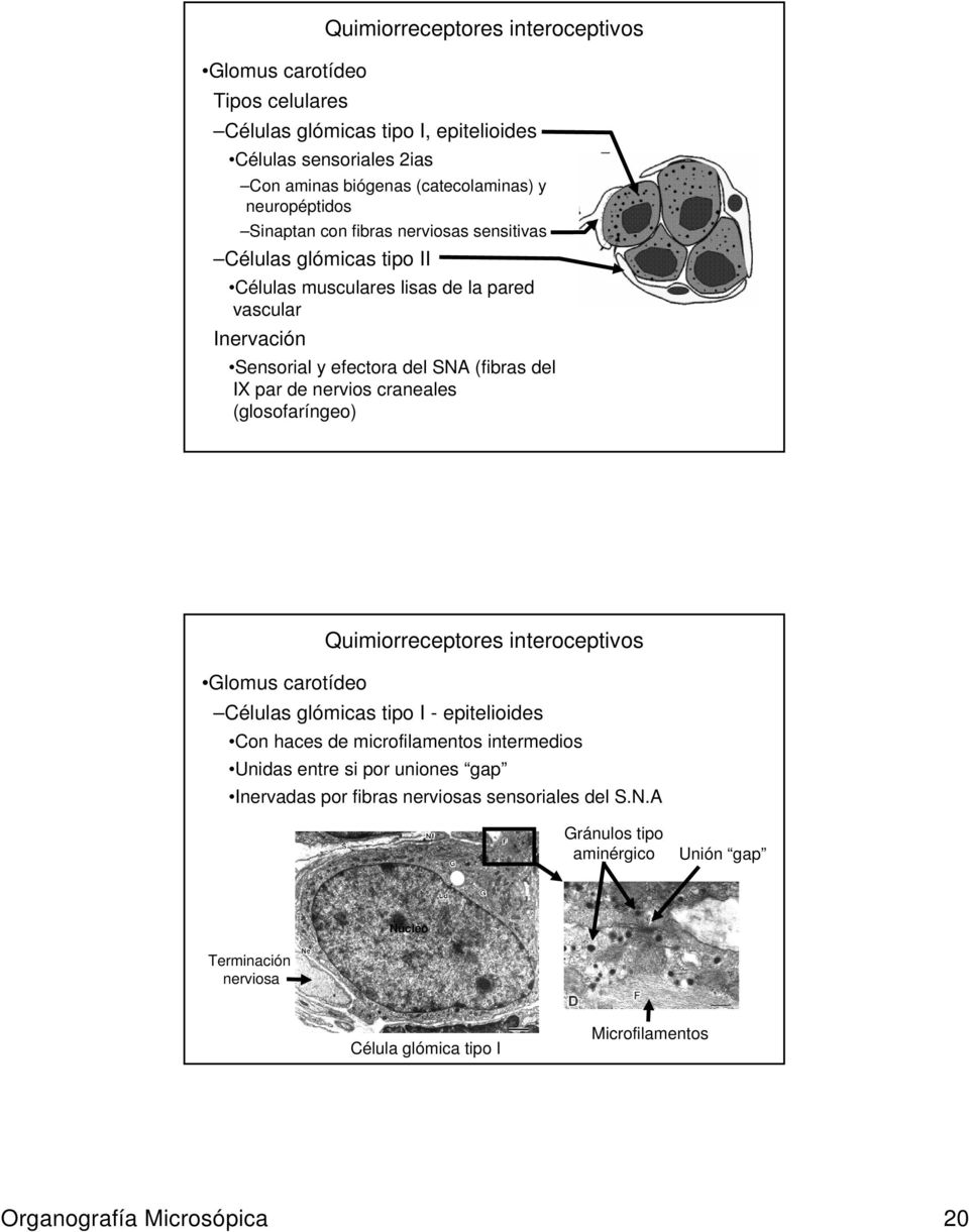 craneales (glosofaríngeo) Quimiorreceptores interoceptivos Glomus carotídeo Células glómicas tipo I - epitelioides Con haces de microfilamentos intermedios Unidas entre si por