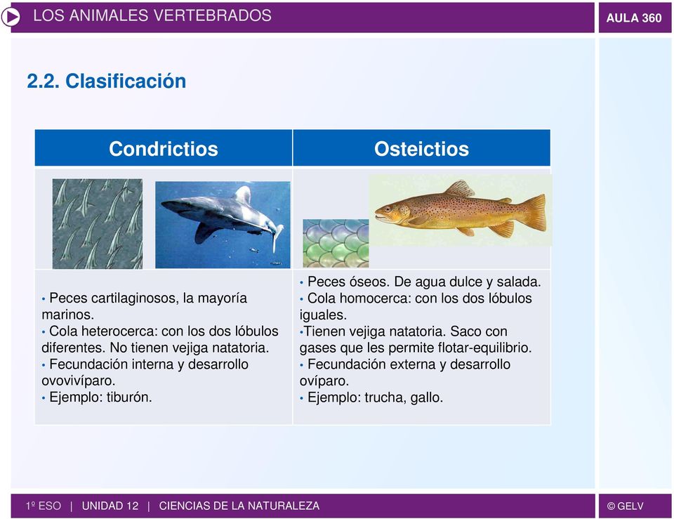 Fecundación interna y desarrollo ovovivíparo. Ejemplo: tiburón. Peces óseos. De agua dulce y salada.