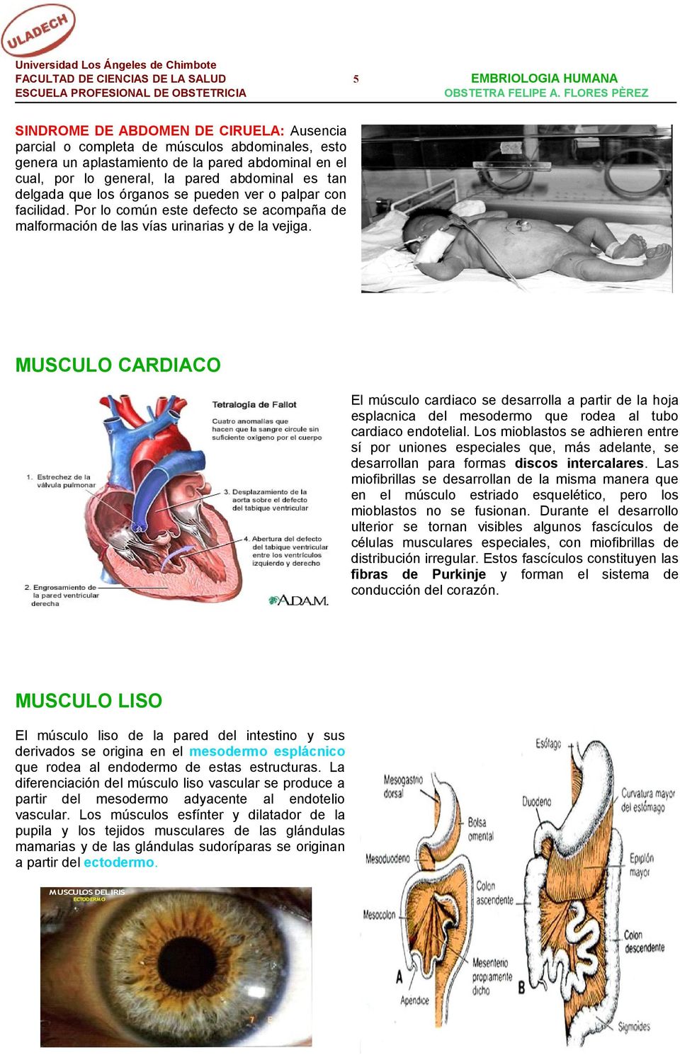 MUSCULO CARDIACO El músculo cardiaco se desarrolla a partir de la hoja esplacnica del mesodermo que rodea al tubo cardiaco endotelial.