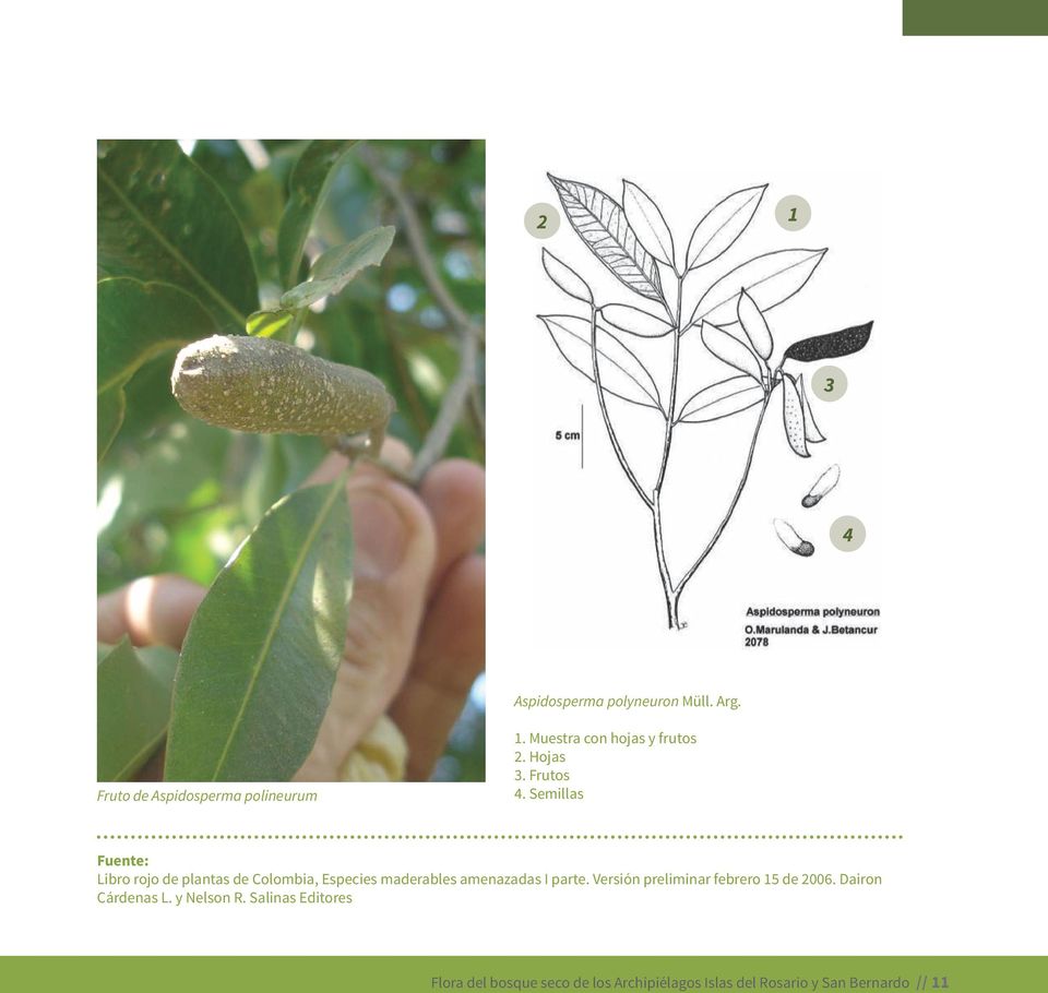 Semillas Fuente: Libro rojo de plantas de Colombia, Especies maderables amenazadas I parte.