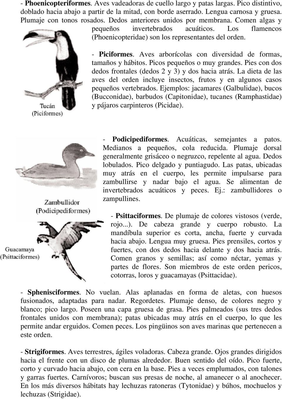 Aves arborícolas con diversidad de formas, tamaños y hábitos. Picos pequeños o muy grandes. Pies con dos dedos frontales (dedos 2 y 3) y dos hacia atrás.