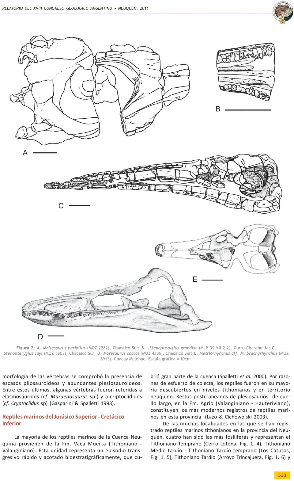 morfología de las vértebras se comprobó la presencia de escasos pliosauroideos y abundantes plesiosauroideos. Entre estos últimos, algunas vértebras fueron referidas a elasmosáuridos (cf.