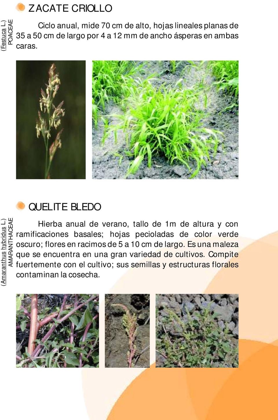 caras. QUELITE BLEDO (Amaranthus hybridus L.