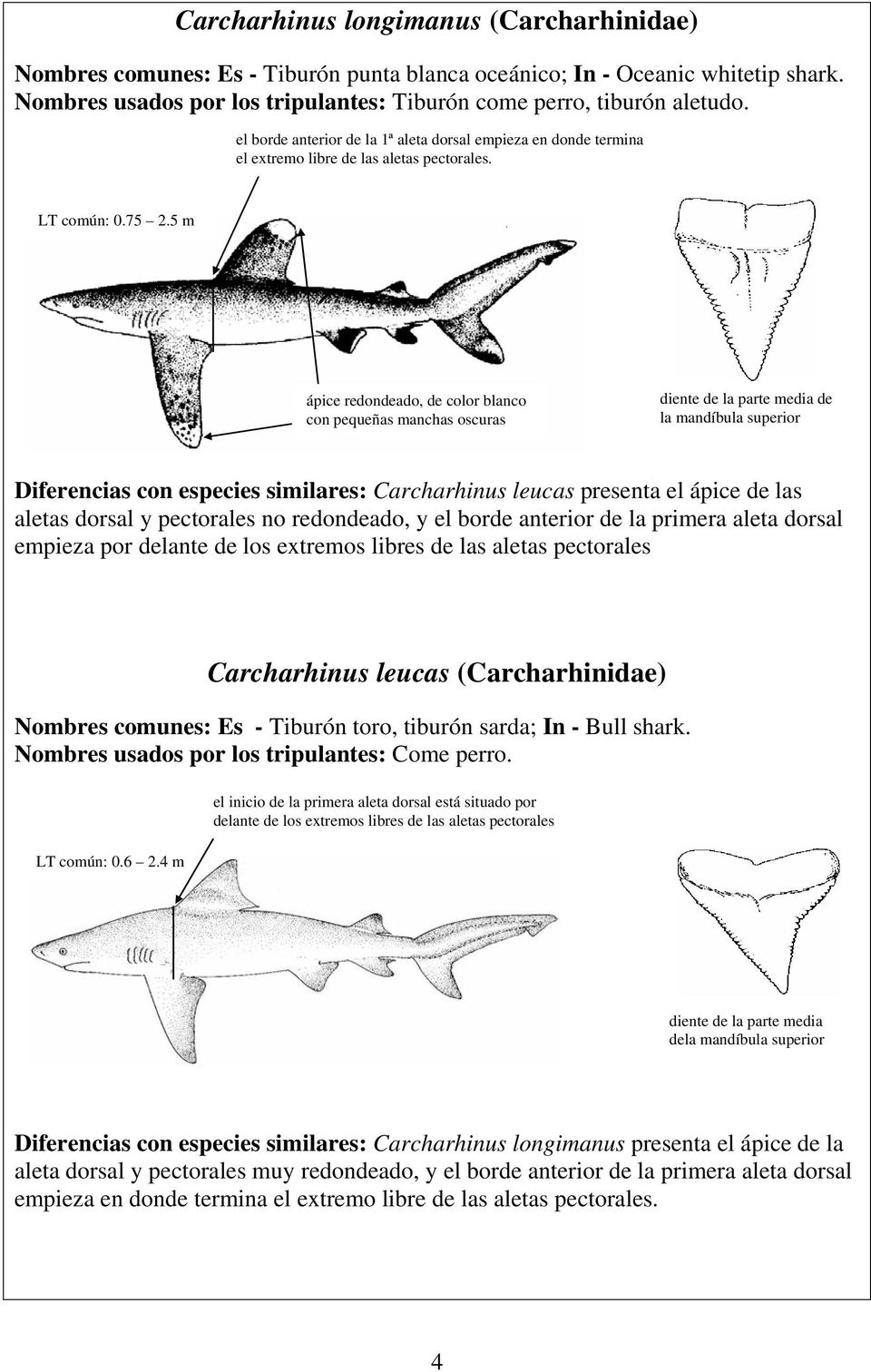 5 m ápice redondeado, de color blanco con pequeñas manchas oscuras diente de la parte media de la mandíbula superior Diferencias con especies similares: Carcharhinus leucas presenta el ápice de las